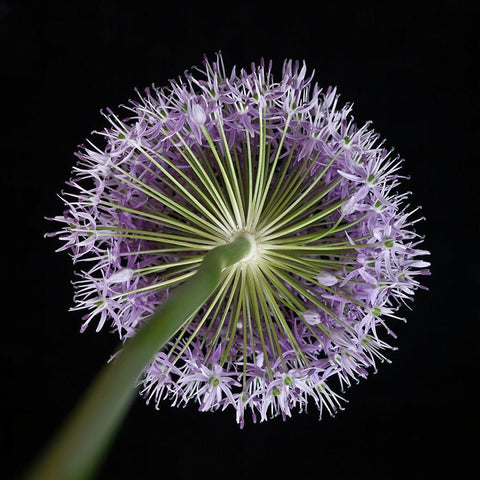 Purple allium flower-close-up White Modern Wood Framed Art Print with Double Matting by Frank, Assaf