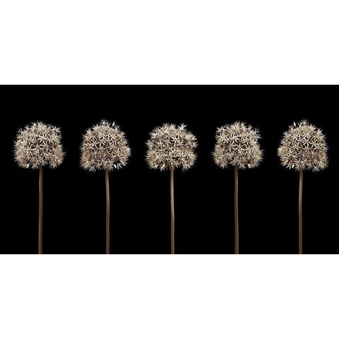 Three puple allium flowers in a row-close-up Black Modern Wood Framed Art Print with Double Matting by Frank, Assaf