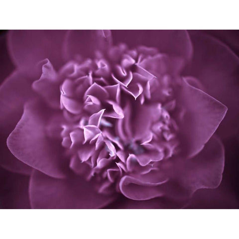 Camellia Flower (Camellia japonica), close-up Black Modern Wood Framed Art Print with Double Matting by Frank, Assaf