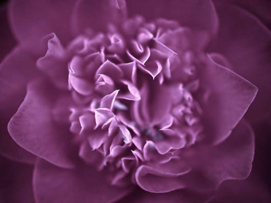 Image Only