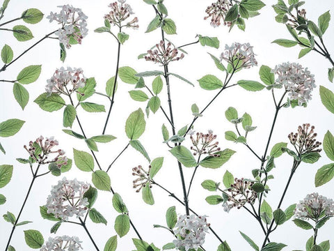 Viburnum Juddii flowers White Modern Wood Framed Art Print with Double Matting by Frank, Assaf