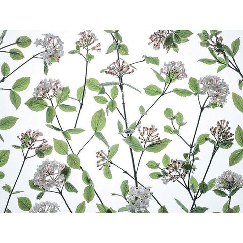 Viburnum Juddii flowers White Modern Wood Framed Art Print by Frank, Assaf
