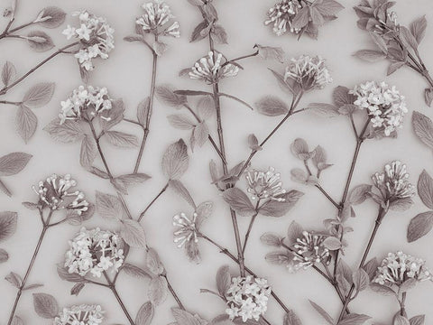 Viburnum Juddii flowers Black Ornate Wood Framed Art Print with Double Matting by Frank, Assaf