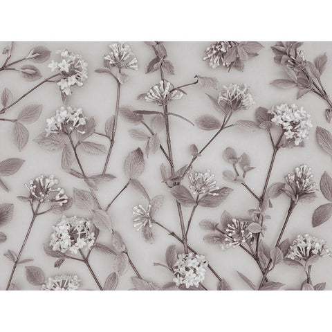 Viburnum Juddii flowers Black Modern Wood Framed Art Print by Frank, Assaf