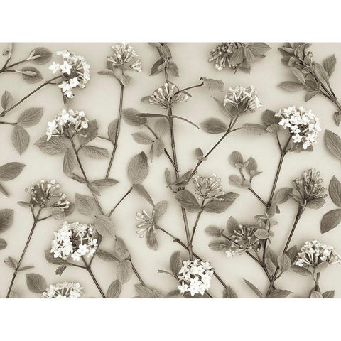 Viburnum Juddii flowers White Modern Wood Framed Art Print by Frank, Assaf