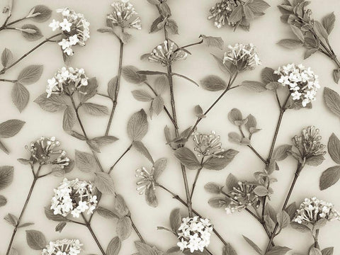 Viburnum Juddii flowers White Modern Wood Framed Art Print with Double Matting by Frank, Assaf