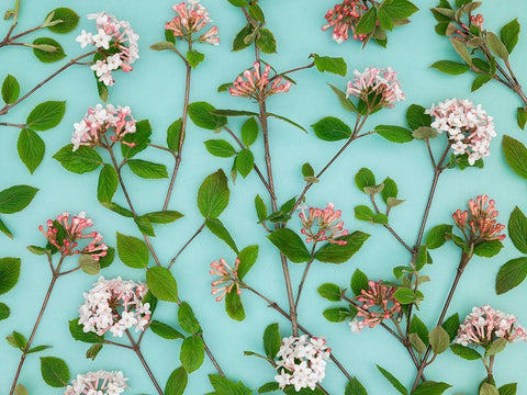 Viburnum Juddii flowers Black Ornate Wood Framed Art Print with Double Matting by Frank, Assaf