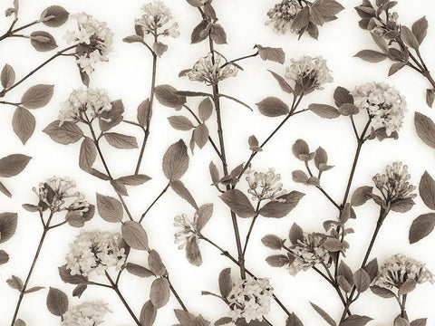 Viburnum Juddii flowers White Modern Wood Framed Art Print with Double Matting by Frank, Assaf