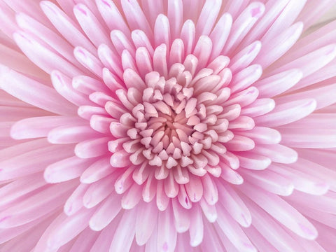 Close-up of Chrysanthemum flower, full frame White Modern Wood Framed Art Print with Double Matting by Frank, Assaf