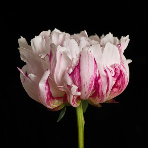 White pink Peony flower-close-up Gold Ornate Wood Framed Art Print with Double Matting by Frank, Assaf