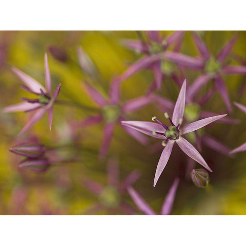 Purple allium flower-close-up Gold Ornate Wood Framed Art Print with Double Matting by Frank, Assaf