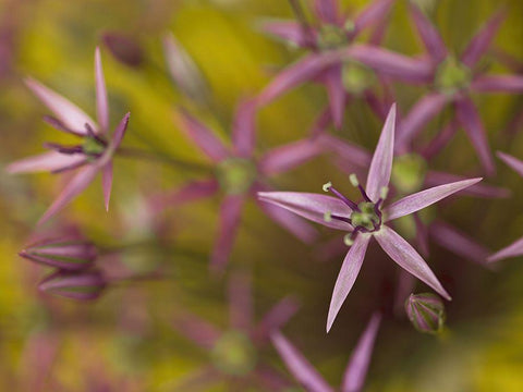 Purple allium flower-close-up Black Ornate Wood Framed Art Print with Double Matting by Frank, Assaf