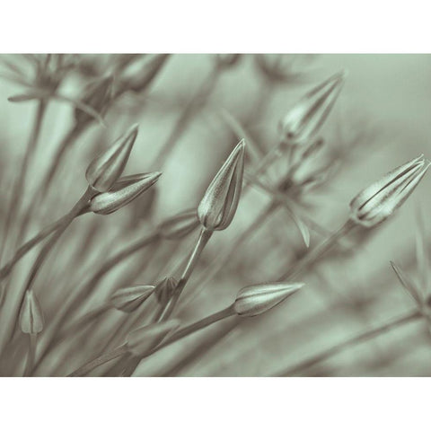 Allium flower-close-up Gold Ornate Wood Framed Art Print with Double Matting by Frank, Assaf