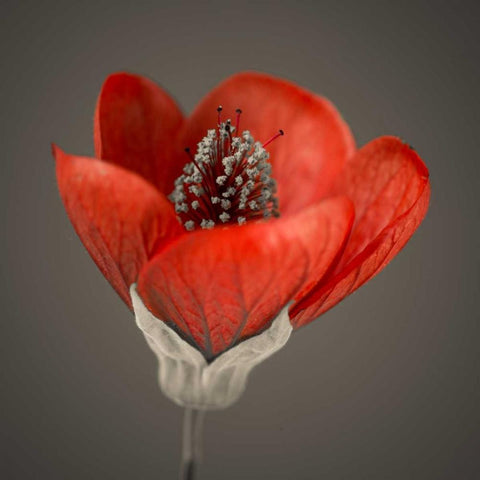 Close-up of red abutilon nabob Black Ornate Wood Framed Art Print with Double Matting by Frank, Assaf