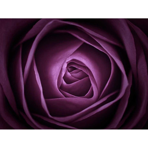 Close-up of purple rose, full frame Black Modern Wood Framed Art Print with Double Matting by Frank, Assaf