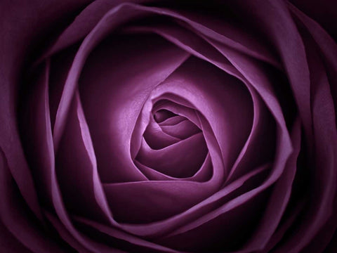 Close-up of purple rose, full frame Black Ornate Wood Framed Art Print with Double Matting by Frank, Assaf