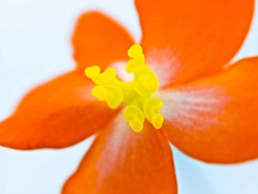 Image Only