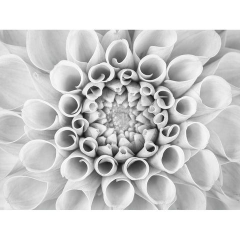 Pompom Dahlia petals White Modern Wood Framed Art Print by Frank, Assaf