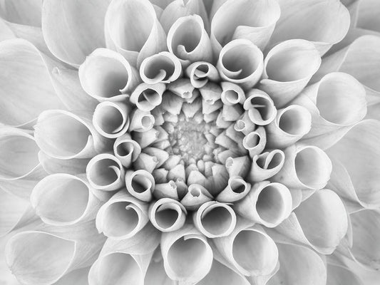 Image Only