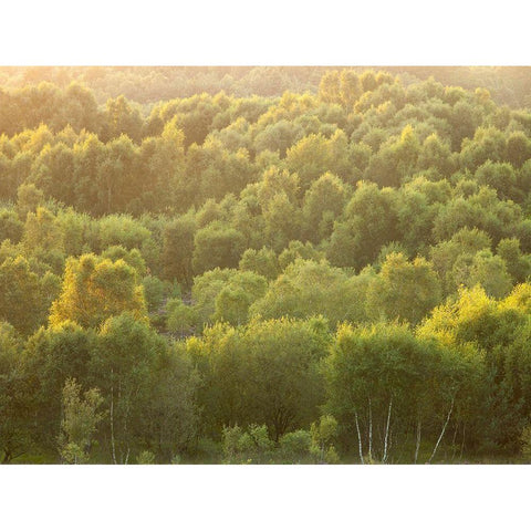 Tree tops at dusk Black Modern Wood Framed Art Print with Double Matting by Frank, Assaf