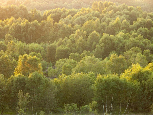 Image Only