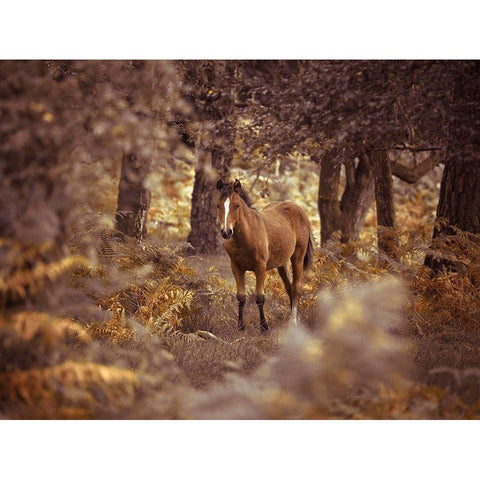 Wild Horse-New Forest Black Modern Wood Framed Art Print with Double Matting by Frank, Assaf