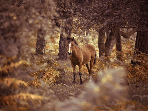 Wild Horse-New Forest White Modern Wood Framed Art Print with Double Matting by Frank, Assaf