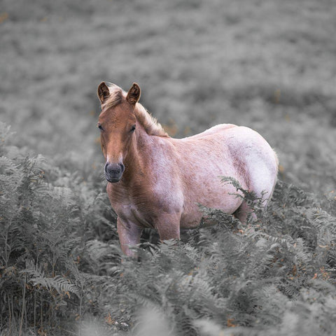 Wild Horses-New Forest White Modern Wood Framed Art Print with Double Matting by Frank, Assaf