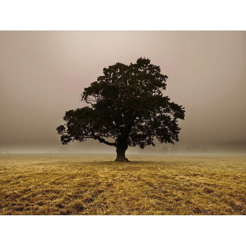 Single Tree in mist and fog Black Modern Wood Framed Art Print by Frank, Assaf