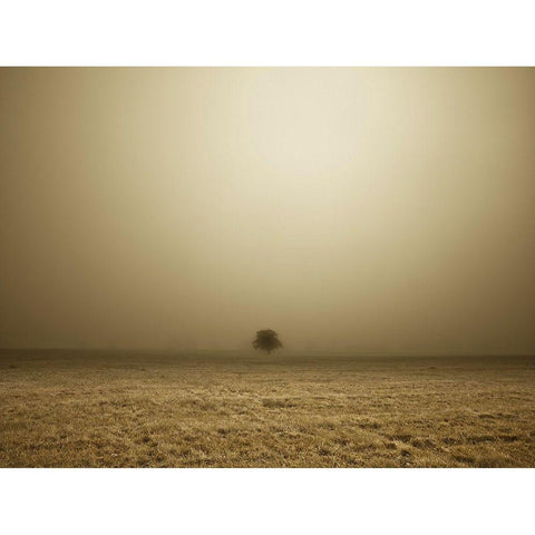 Single Tree in mist and fog Black Modern Wood Framed Art Print with Double Matting by Frank, Assaf