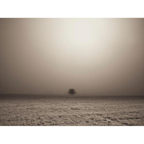 Single Tree in mist and fog White Modern Wood Framed Art Print by Frank, Assaf