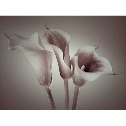 Close-up of three white Calla Lilies, Studio Shot White Modern Wood Framed Art Print by Frank, Assaf