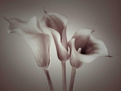 Close-up of three white Calla Lilies, Studio Shot White Modern Wood Framed Art Print with Double Matting by Frank, Assaf