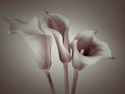 Image Only