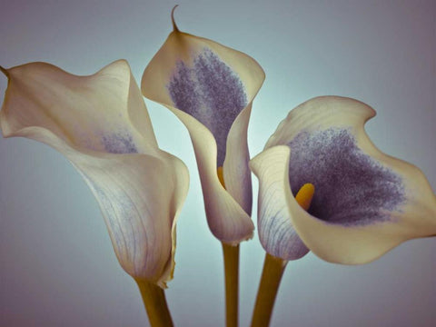 Close-up of three white Calla Lilies, Studio Shot Black Ornate Wood Framed Art Print with Double Matting by Frank, Assaf