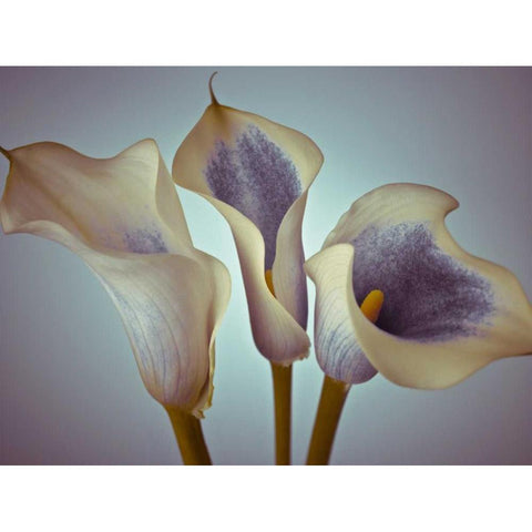 Close-up of three white Calla Lilies, Studio Shot White Modern Wood Framed Art Print by Frank, Assaf