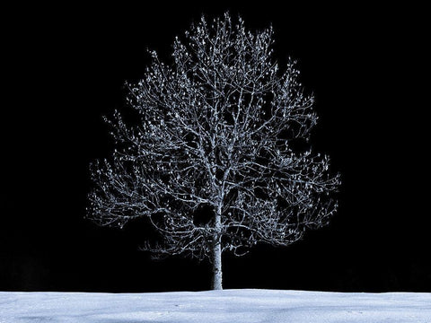 Single tree against skies in snow White Modern Wood Framed Art Print with Double Matting by Frank, Assaf