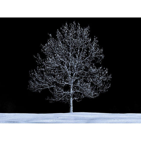 Single tree against skies in snow Black Modern Wood Framed Art Print with Double Matting by Frank, Assaf