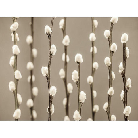 Pussy Willow twigs White Modern Wood Framed Art Print by Frank, Assaf
