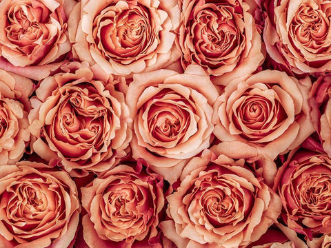 Background of roses White Modern Wood Framed Art Print with Double Matting by Frank, Assaf