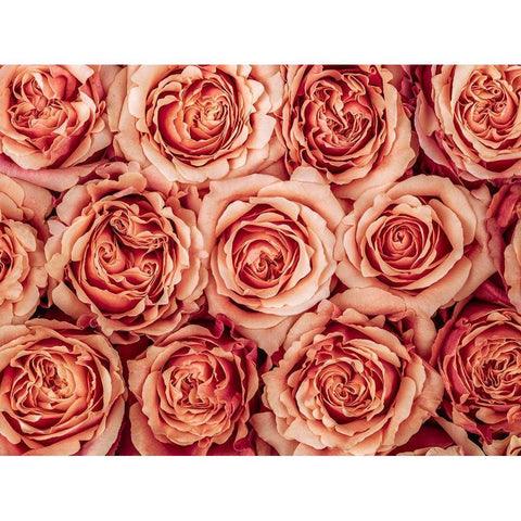 Background of roses Black Modern Wood Framed Art Print by Frank, Assaf