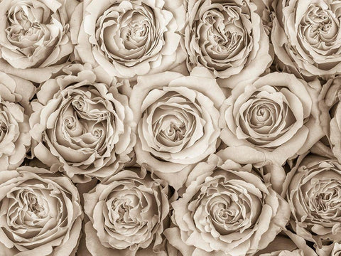 Background of roses White Modern Wood Framed Art Print with Double Matting by Frank, Assaf