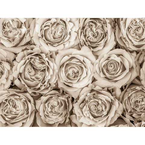 Background of roses Black Modern Wood Framed Art Print by Frank, Assaf