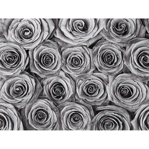 Background of roses Black Modern Wood Framed Art Print with Double Matting by Frank, Assaf