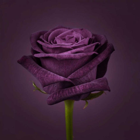 Single rose flower close-up Gold Ornate Wood Framed Art Print with Double Matting by Frank, Assaf