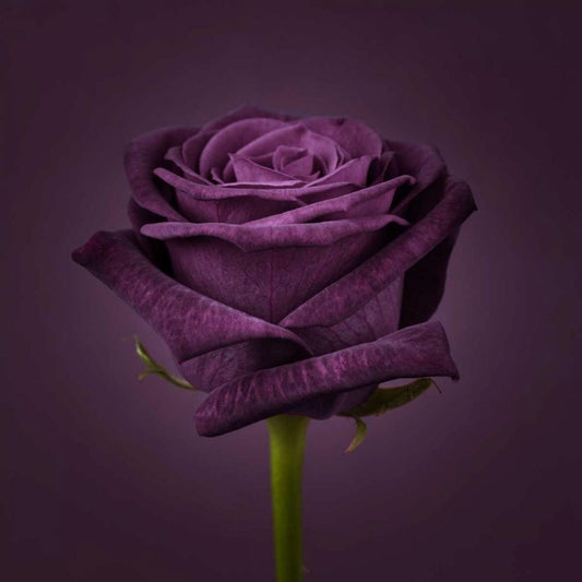Image Only