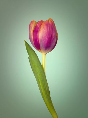 Single Tulip Flower, Side View Black Modern Wood Framed Art Print by Frank, Assaf