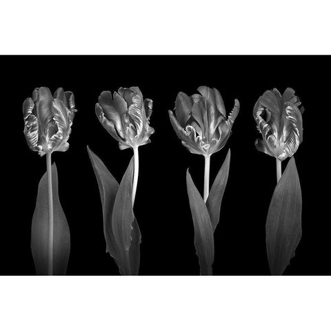 Rococo Tulips Black Modern Wood Framed Art Print by Frank, Assaf