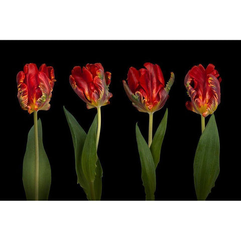 Rococo Tulips Black Modern Wood Framed Art Print by Frank, Assaf