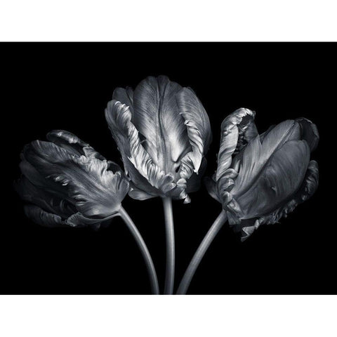 Rococo tulips Black Modern Wood Framed Art Print with Double Matting by Frank, Assaf